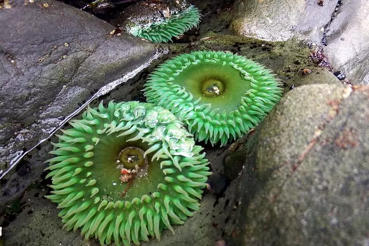 Best of Olympic National Park from Seattle: All-Inclusive Small-Gro...