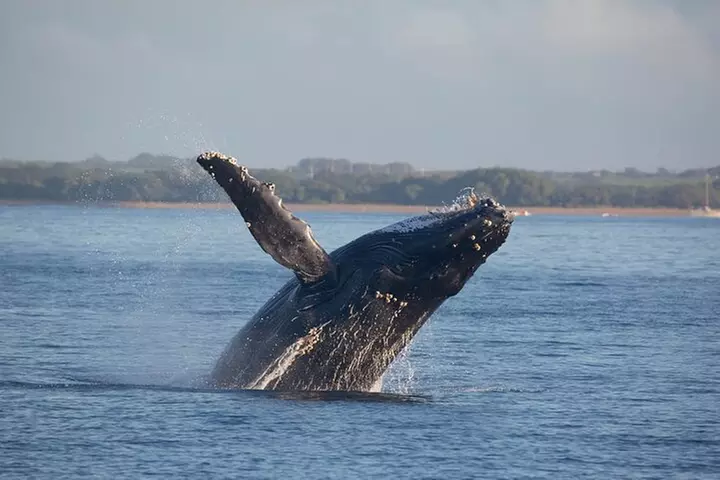 Waikiki Deluxe Catamaran Whale Watch
