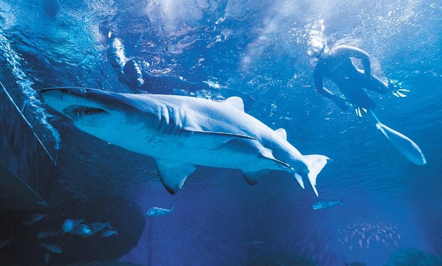 Image 6: Snorkel with Sharks at AQWA