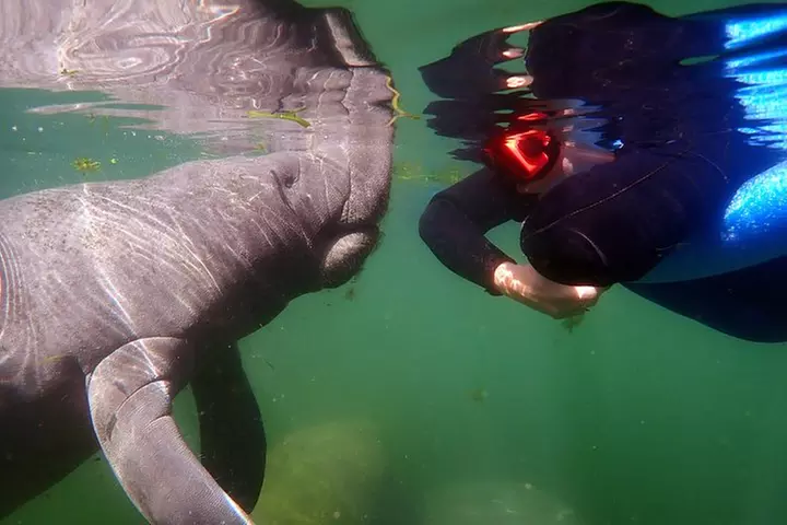Exclusive Small Group VIP Heated Manatee Snorkel Tour