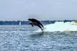 All day Galveston Tour From Houston with Tall Ship Elissa & Dolphin Watch - Second Medium
