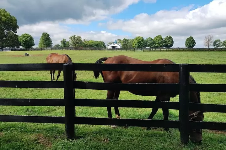Half-Day Thoroughbred Horse Farm Tour in Kentucky