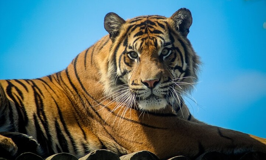 Image 6: Howletts Day Ticket