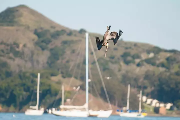 Scenic Sausalito Kayak Tour: Beginners Welcome - Second Medium