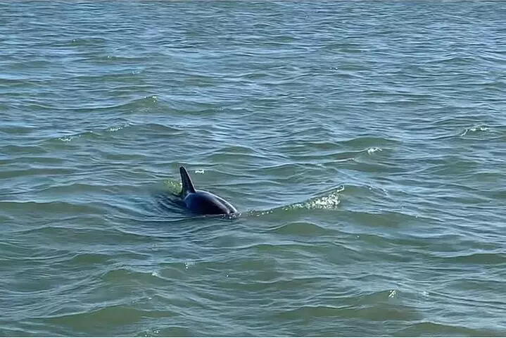 Private Charleston Dolphin and Eco Boat Tour