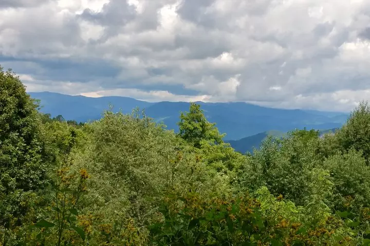 Guided Horseback Ride through Flame Azalea and Fern Forest
