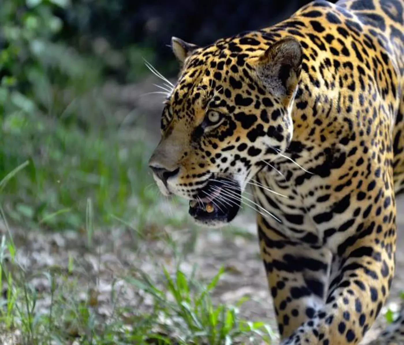 $15 for Two Adult Admissions and Two Children Admissions to The Zoo (Reg $30) - Primary Image