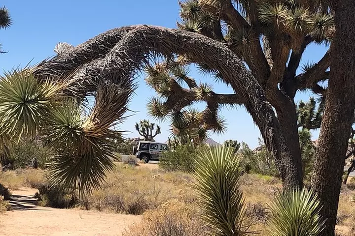 Joshua Tree National Park Driving Tour
