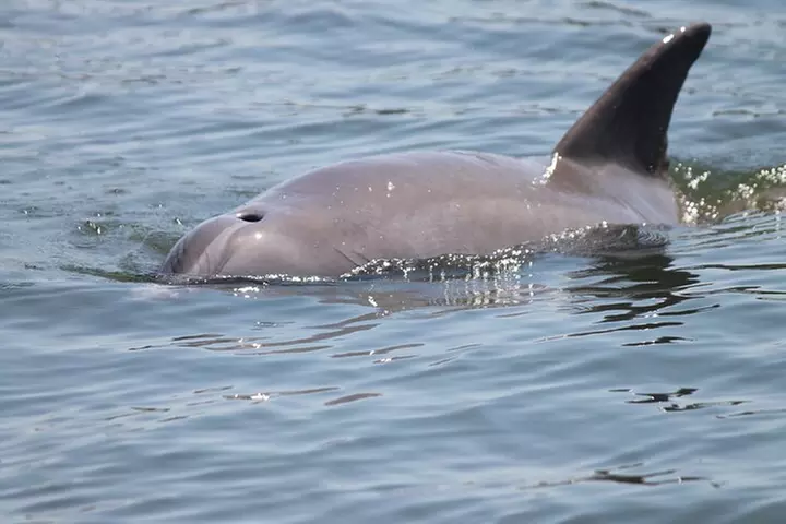 Dolphin Experience Tour - Primary Image