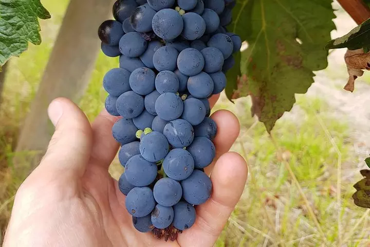 Hidden Gems: Boutique Full-Day Wine, Farm & Lunch Tour