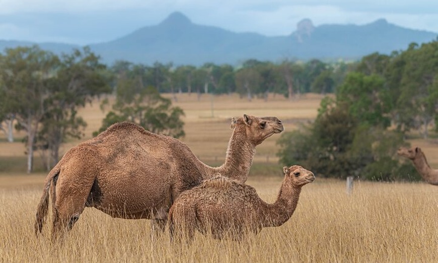 Image 7: Camel Farm Tour and Taste