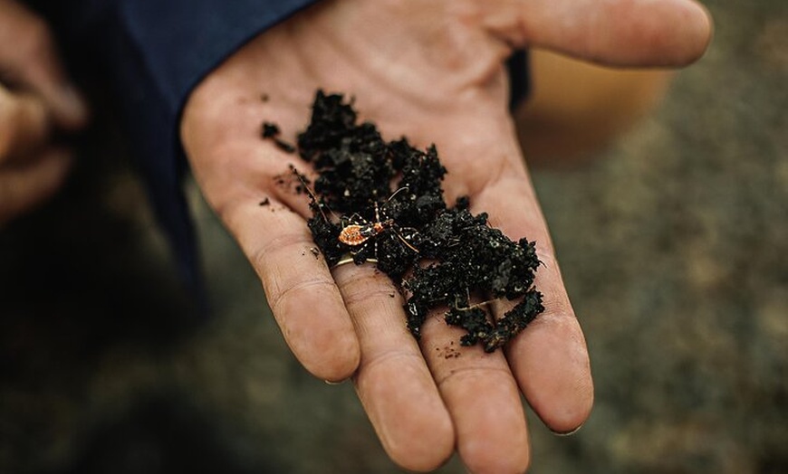 Image 5: Macadamias Australia Orchard Tour in Bundaberg