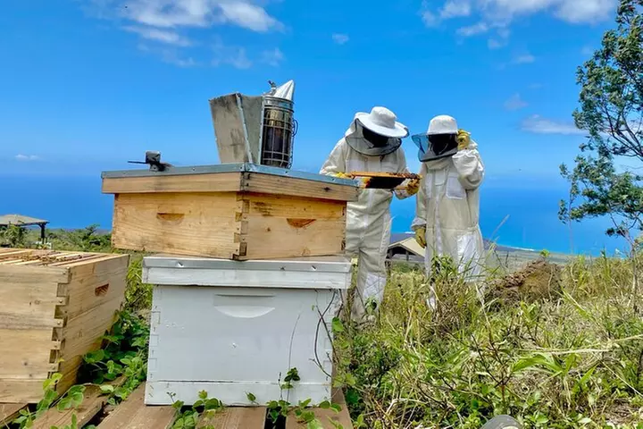 Honey Bee Adventure at the Maui Honey Bee Sanctuary