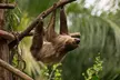Central Park Zoo Skip-the-line Tickets & Private Transfers - Second Medium