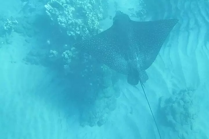 Clear Bottom Kayak and Snorkel Tour at Turtle Town, Makena