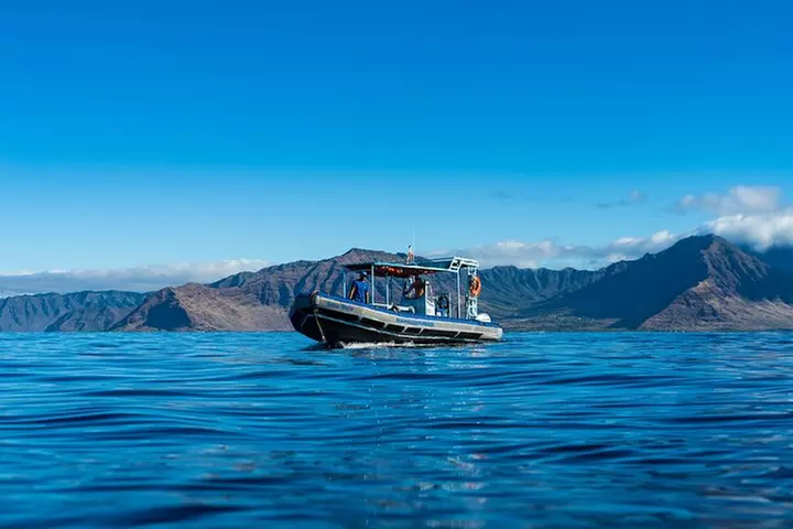 Oahu Swimming with Dolphins Speedboat Adventure