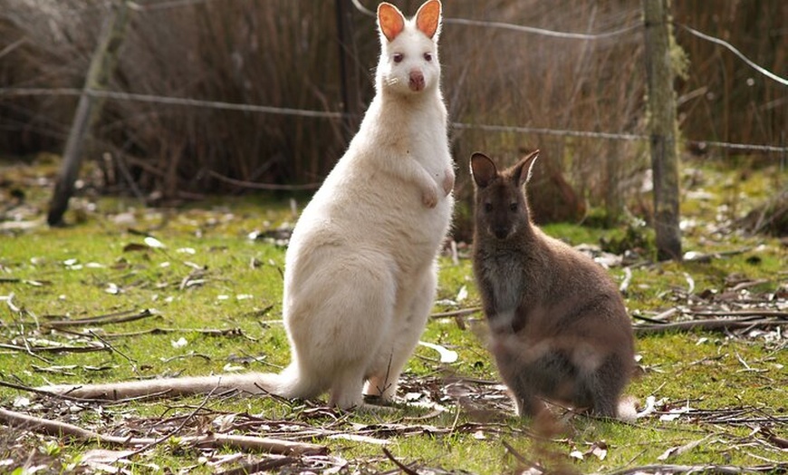 Image 12: Bruny Island Food, Sightseeing, Guided Lighthouse Tour & Lunch