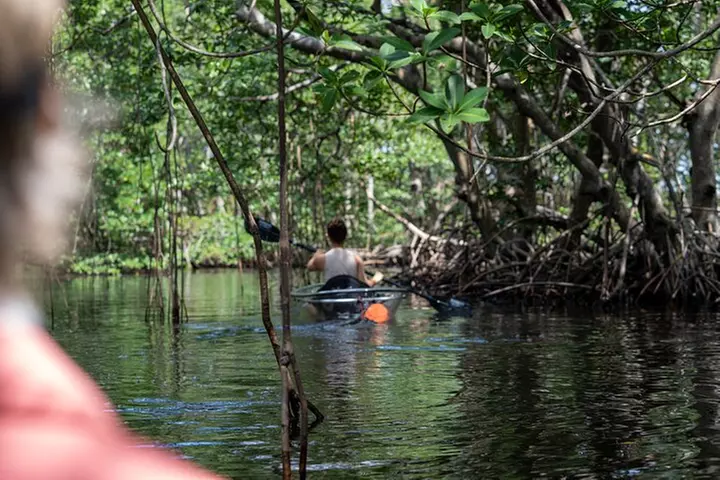 Clear Kayak Tour in North Miami Beach - Mangrove Tunnels