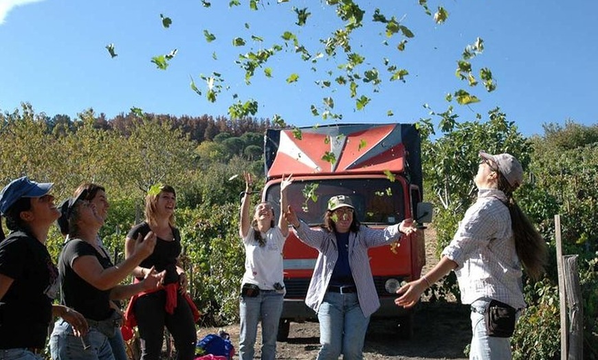 Image 4: Tour privato di 6 ore di tre aziende vinicole dell'Etna con degusta...