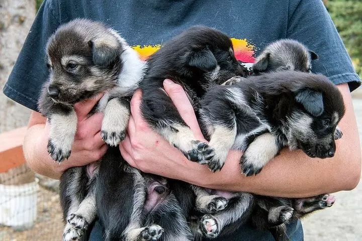 Husky Homestead Tour