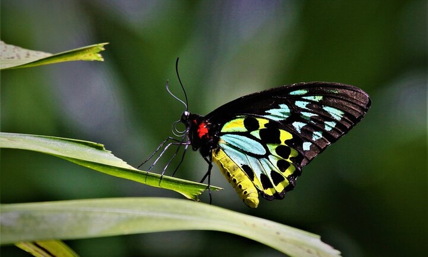 Image 7: Ultimate Daintree Rainforest Wildlife Experience Cruise