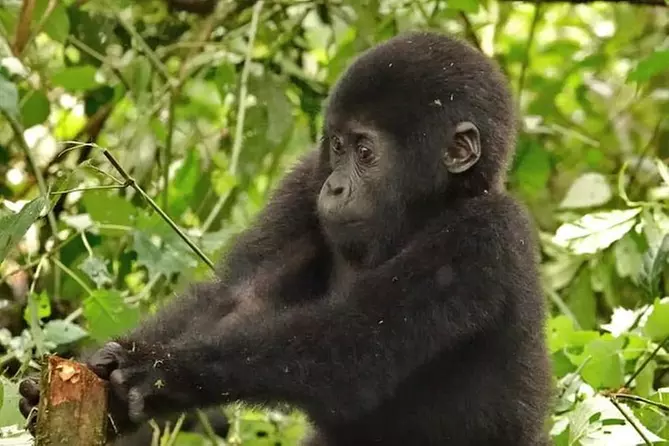 Birding safaris,Gorillas and wildlife safaris. - Primary Image
