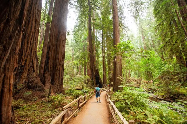 Muir Woods and Sausalito Tour Plus Bay Cruise