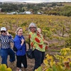 Image 5: Clare Valley Wine Tour. Local Guide, Clare Valley pickup, & lunch