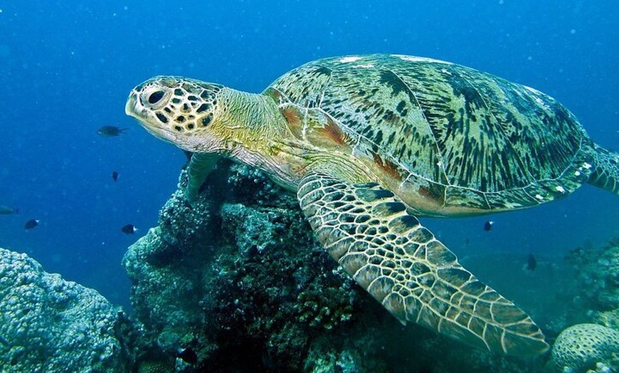 Image 9: Adventure Rafting - Mooloolaba Turtle Tour