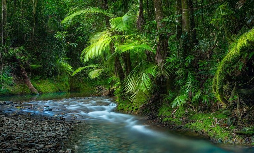 Daintree Discovery Tours - Daintree Discovery Tours | Groupon