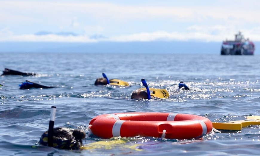 Image 9: Half Day Great Barrier Reef Snorkeling Tour