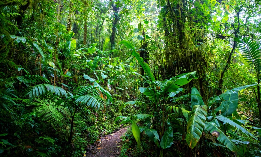 Image 9: ✈ COSTA RICA | San José - Jungles et Forêts 3* - Circuit