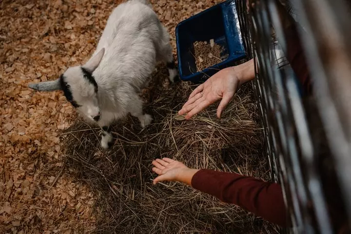 Shepherd's Adventure Park