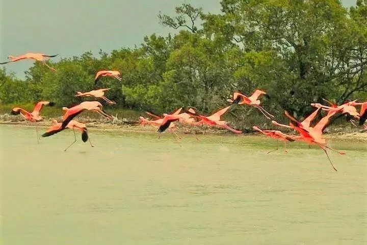 Nature Tour at Las Coloradas and Rio Lagartos Biosphere