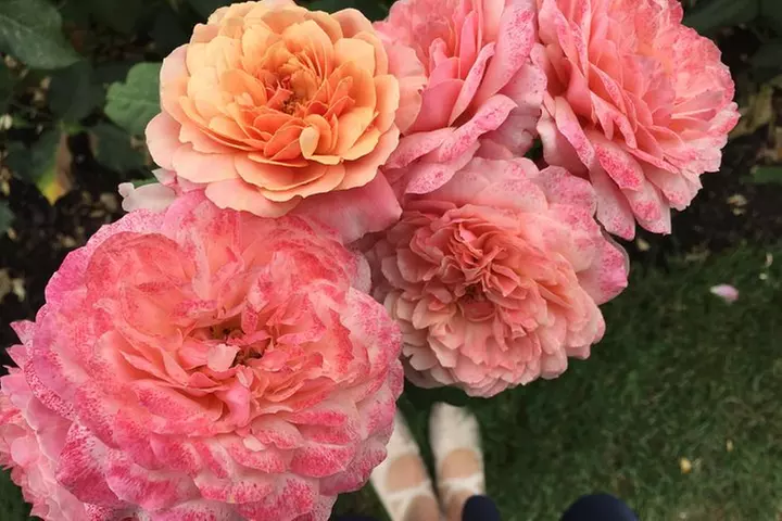 Forest Park Urban Hiking Tour, Portland