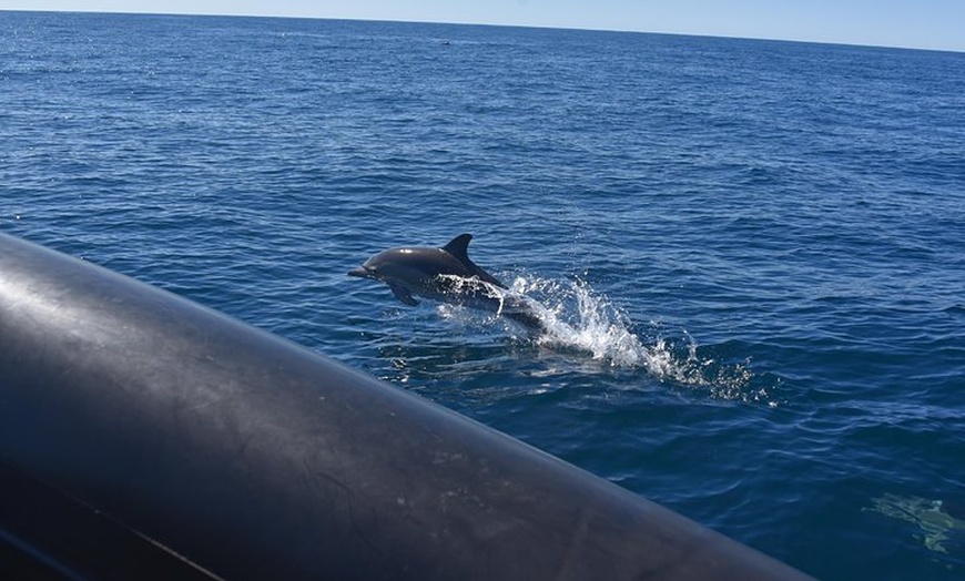 Image 9: Sydney Whale-Watching by Speed Boat