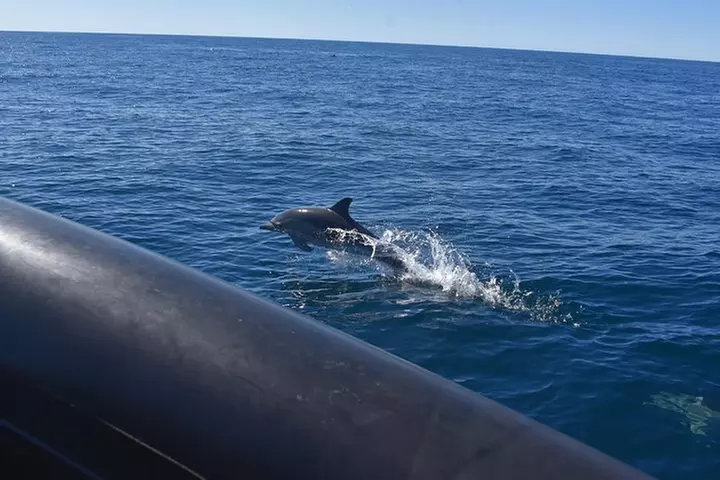 Sydney Whale-Watching by Speed Boat