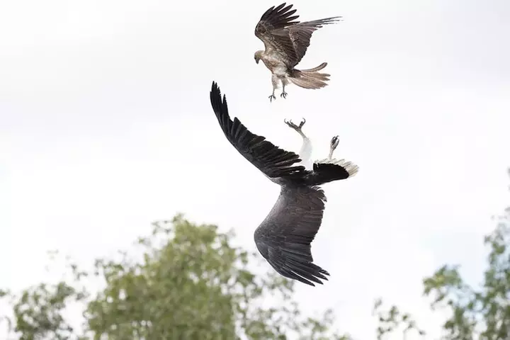 Top End Safari Camp Day Tour