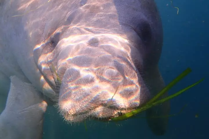 Swim with Manatees: Eco-Educational Tour in Crystal River