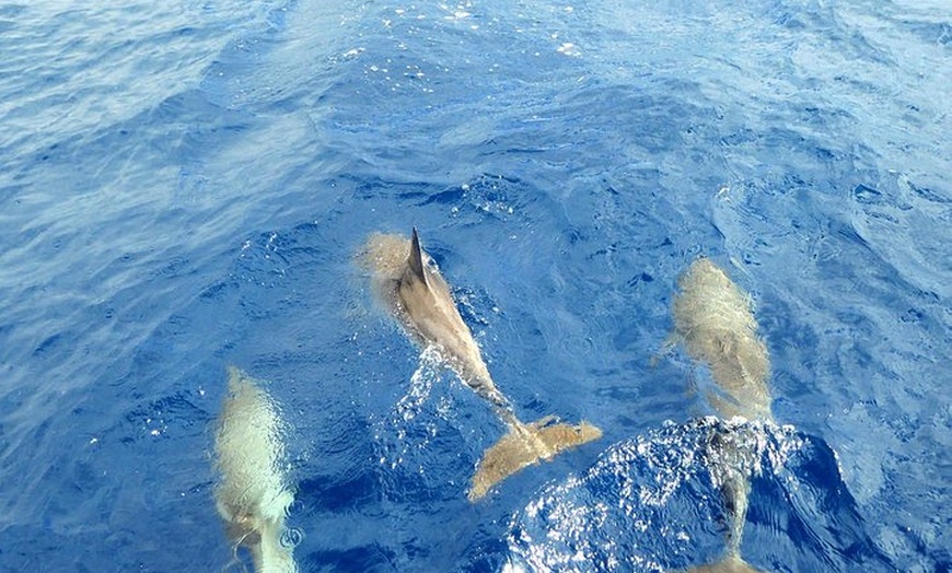 Image 8: Excursión en yate de observación de ballenas y delfines en Puerto C...