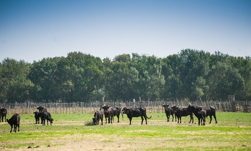 Image 4: Excursion en Vélo électrique en Camargue