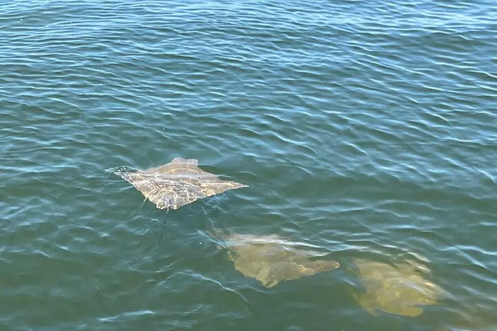 2 HR Dolphin Tour for 7 people