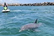Crab Island Dolphin Jet Ski Adventure - Second Medium