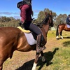 Image 7: Horse Trail Ride and Wine Tasting at Adelaide Hills Winery