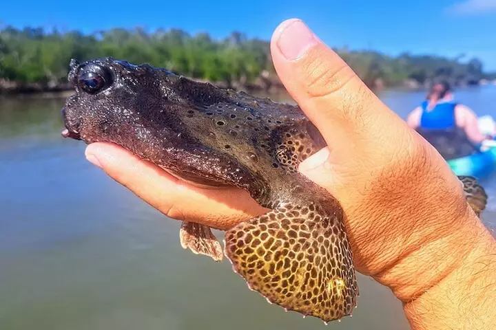 Rookery Bay Kayak Adventure – Mangroves, Wildlife & Photos