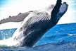 West Oahu Deluxe Whale Watching Sail - Second Medium