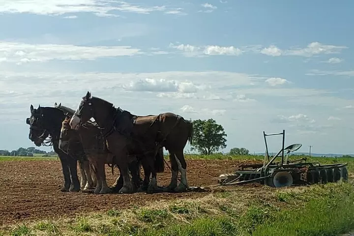 Authentic Tour & Meal with the Amish!