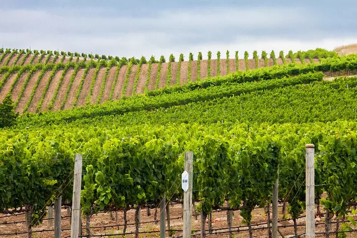 Half Day Paso Robles Wine Tasting Tour - Primary Image