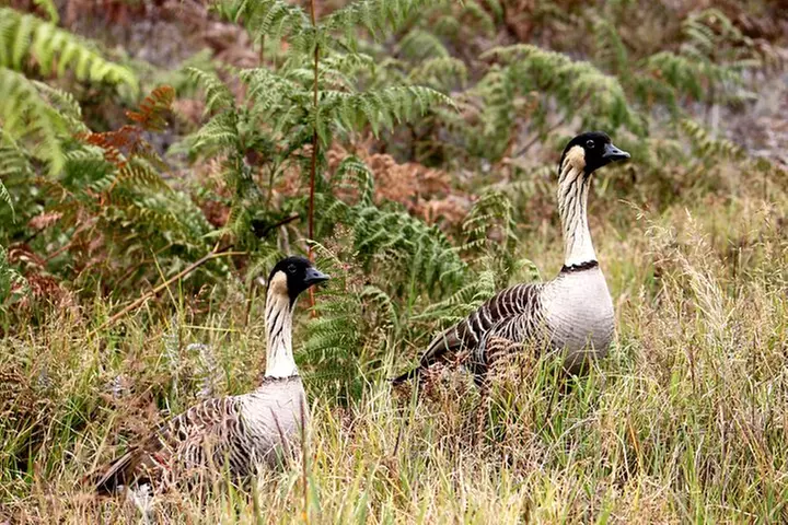 Hawaii Volcanoes National Park and Hilo Highlights Small Group Tour