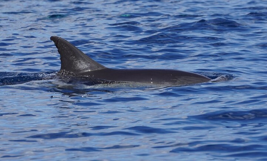 Image 5: Observación de delfines en un pequeño grupo en un barco híbrido sil...
